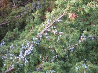 Berries of the juniper plant are traditionally used to flavour gin